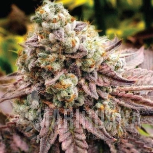 Motor Breath