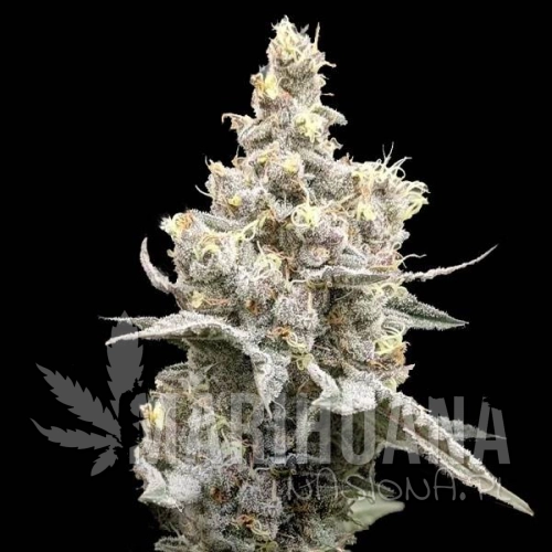 moonshine-cookies-auto-taniesianie.jpg