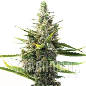 Moonshine Cookies