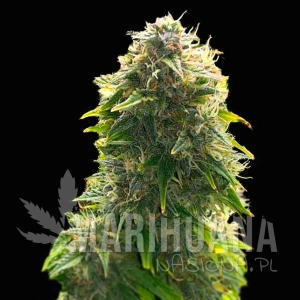 Mimosa x Wedding Cake Auto