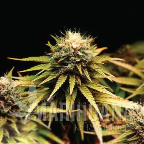 mimosa-f1.jpg