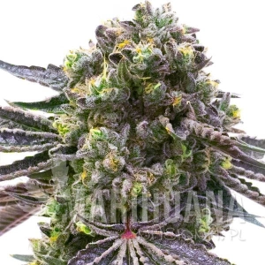 Mazar x Blueberry