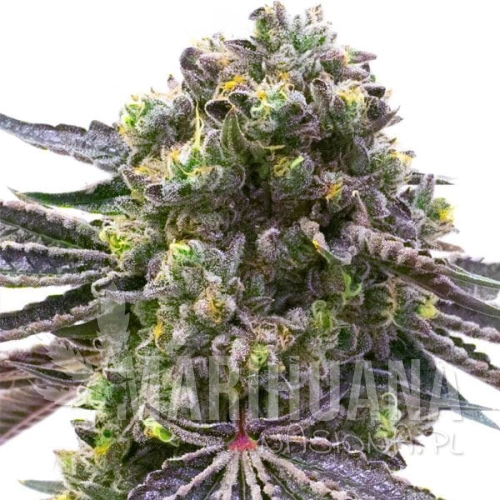mazar-x-blueberry-taniesianie.jpg