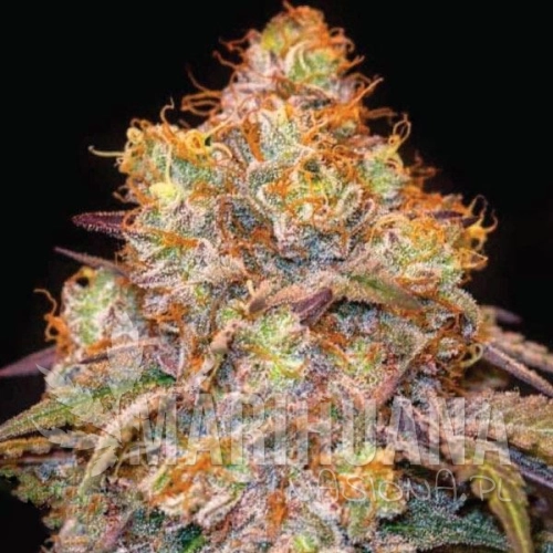 mandarin-cookies-taniesianie.jpg