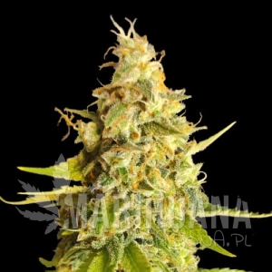 Lemon OG