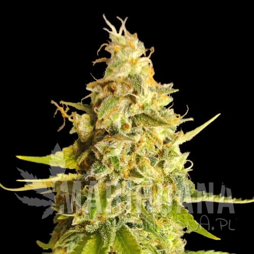 lemon-og.jpg