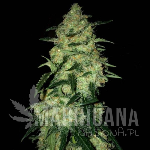 lemon-kush-f1.jpg