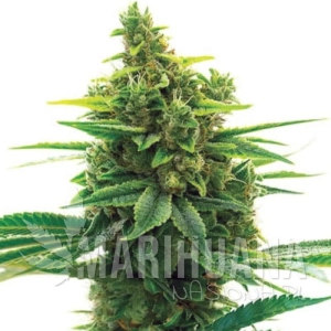Khalifa Kush