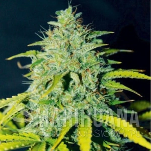 Ice Cream Cake Auto