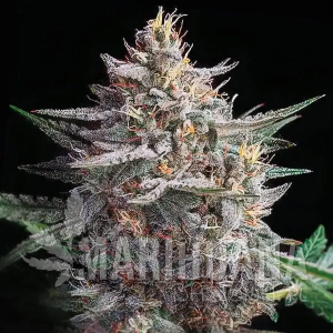 Hellfire Auto