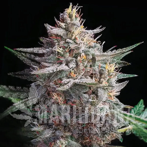 hellfire-og-auto.jpg