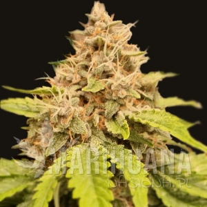Gushers Auto
