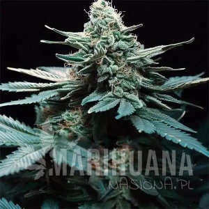 Green Poison F1 Auto 