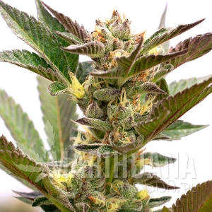 Grapefruit Auto