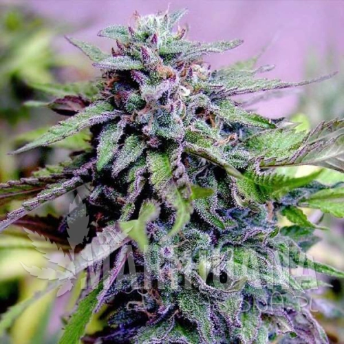 grandaddy-purple-taniesianie.jpg