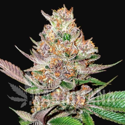 gorilla-punch-auto-taniesianie.jpg
