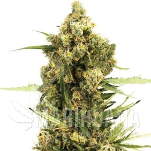 Gorilla Glue x Do-Si-Dos