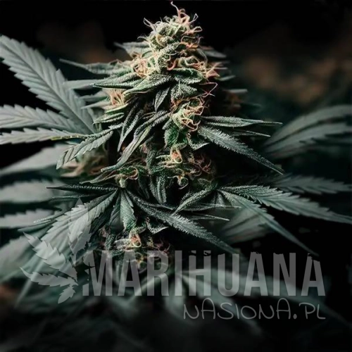 gorilla-glue-f1-auto-taniesianie.jpg