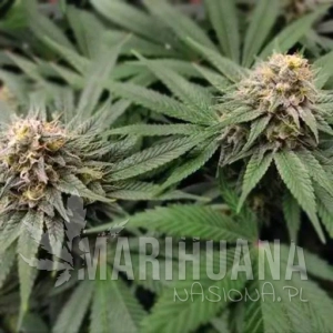 Gorilla Glue #4 Auto