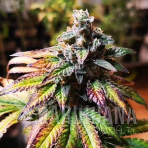 Gorilla Glue #4
