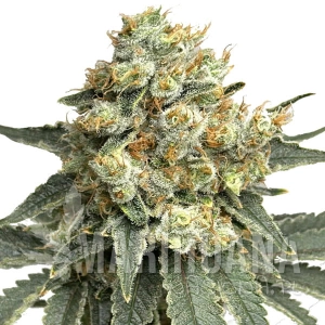 Godfather OG Auto