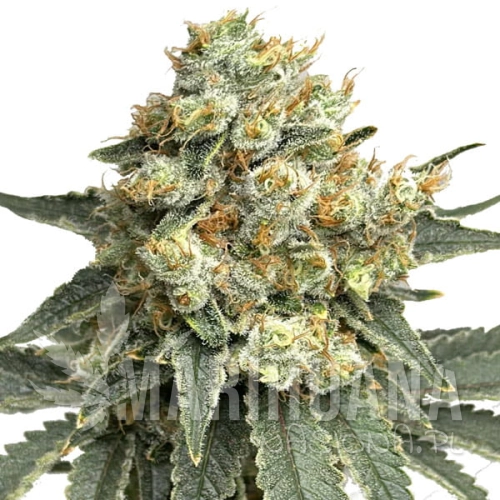 godfather-og-auto.jpg