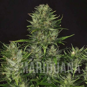 Godfather OG 