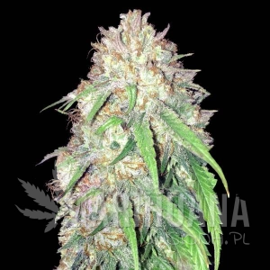 Girl Scout Cookies x Do-Si-Dos