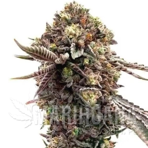 Ghost Train Haze x Pellezin