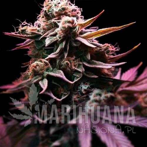 gelato-x-purple-punch-f1-auto-taniesianie.jpg
