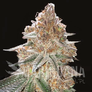 Gelato x Gorilla Glue Auto