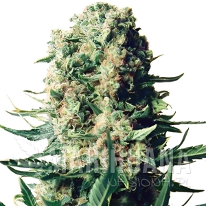 Critical 47 F1