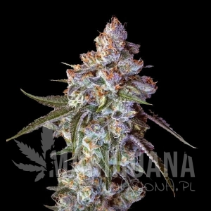 Cherry Pie