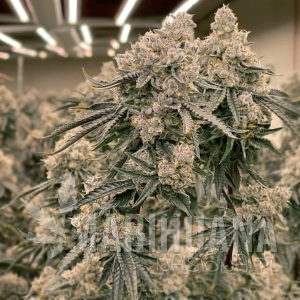 Apple Fritter