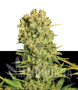Chronic