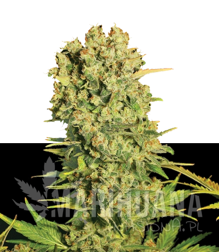 CHRONIC [VRIJSTAAND].png