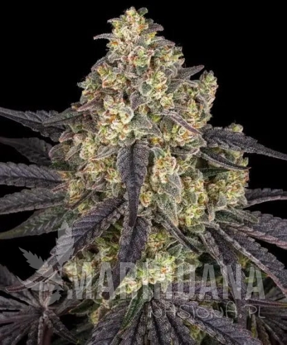 kush-mintz_circle_new_21_127768.jpg