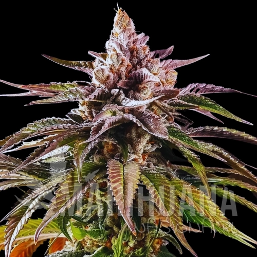 mintz-auto-wholesale-cannabis-seeds.jpg