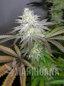 Apple Fritter Auto