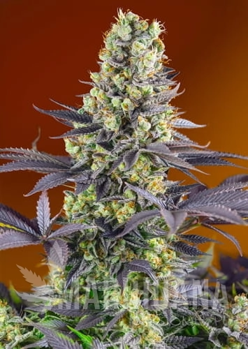 Sweet-Zenzation---nasiona-od-producenta-Sweet-Seeds.jpg