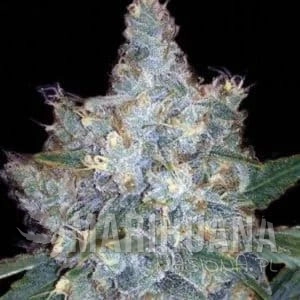 Devil's Kiss Auto