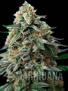Amnesia Bubba F1 Auto 