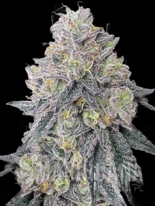 Garlic Budder