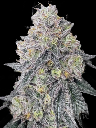 garlic-budder.png