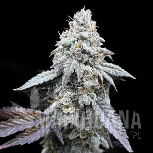 garlic-budder-auto-ts.jpg