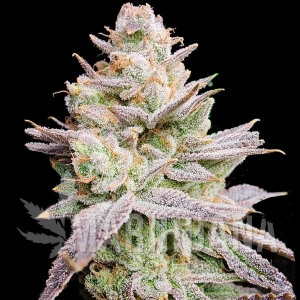 Jokerz Auto