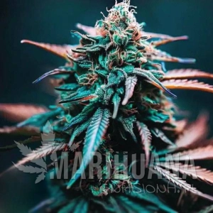 Zkittlez x Gorilla Auto