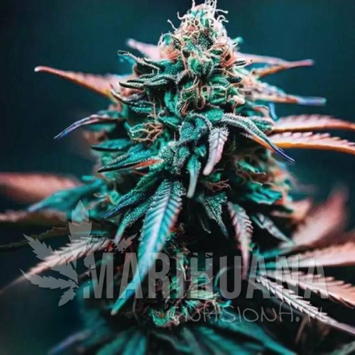 zkittlez-x-gorilla-auto-1.jpg