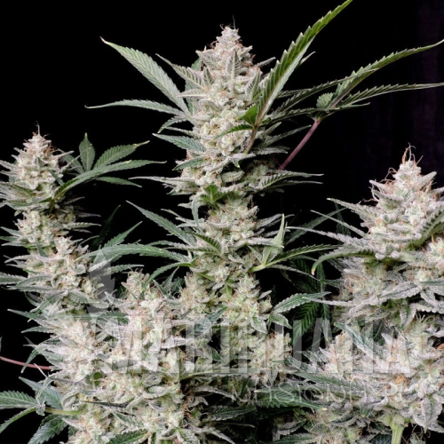 strawberry-gorilla-auto.jpg