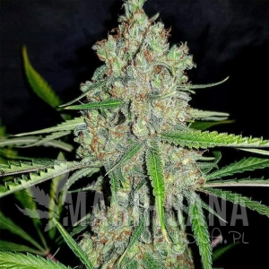 Amnesia HY-PRO
